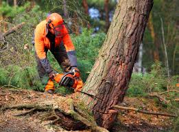 How Our Tree Care Process Works  in  Bradley Gardens, NJ